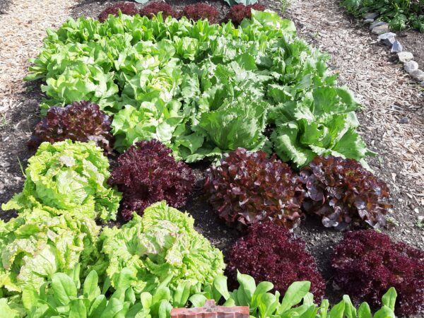 Bludesch: Frisches Gemüse aus dem Gemeindegarten