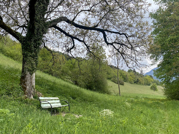 Bürger Bäume Bludesch